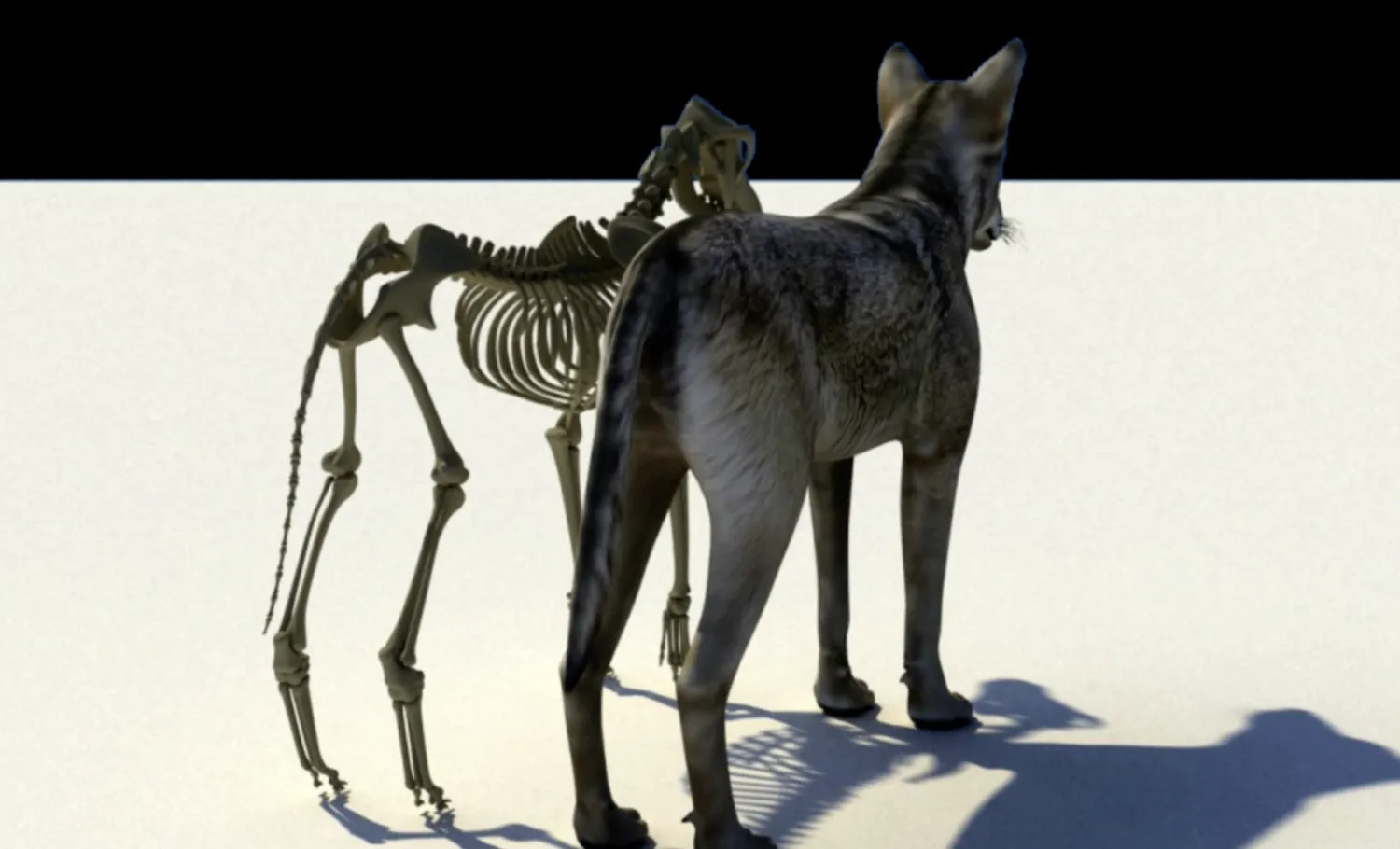 Graphic of a dog beside its skeletal structure.