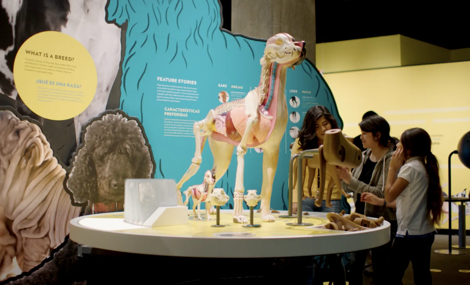 Visitors surround an exhibition table displaying anatomy of a dog.